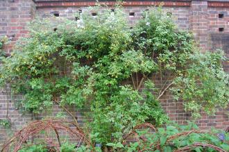 Jasminum humile (07/06/2014, Kew Gardens, London)