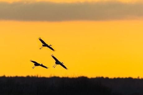 andhill-Cranes-Coming-in-for-a-Sunset-Landing-on-the-Prairie