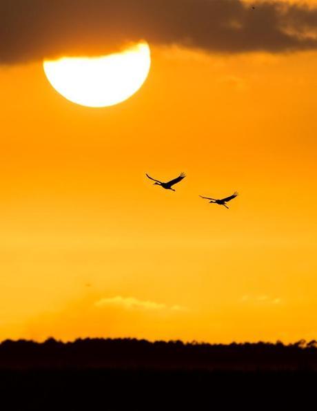 Two-Sandhill-Cranes-at-Sunset-on-PPSP