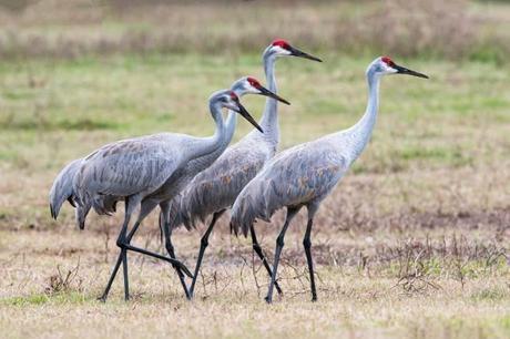Four-Sandhill-Cranes