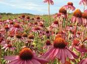 BOOK REPORT Taming Wildflowers
