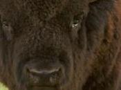 Montana Department Livestock Proves Once Again That Only Owners Have Private Property Rights