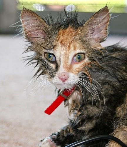 Photos: Beat the heat with these unimpressed wet cats!