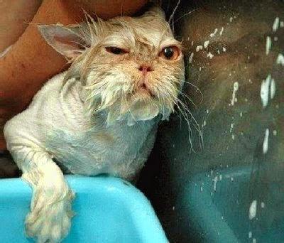 Photos: Beat the heat with these unimpressed wet cats!