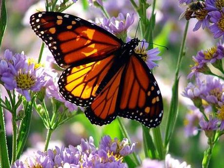 Colorful Butterflies