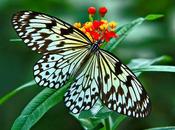 Brilliant Colors Butterflies