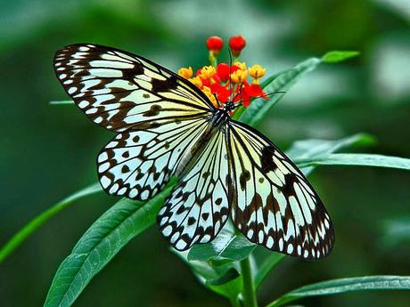 Colorful Butterflies