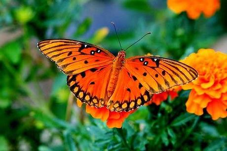 Colorful Butterflies