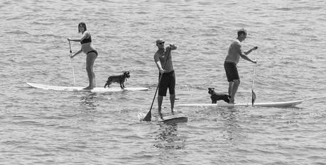 Calling all SUP dog owners- we want to hear from you!