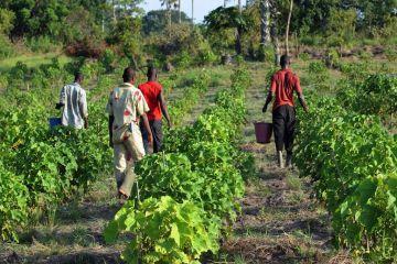 Employees harvest fruits of Jatropha on June 20, 2008 in Taabo, center Ivory Coast. The Jatropha produces a seed oil which can be used as diesel oil substitution for power plant or transportation diesel engine. (KAMBOU SIA/AFP/Getty Images)