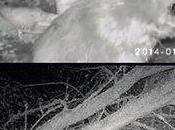 Beavers U.K. Will Become Extinct Again?