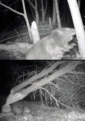 Beavers in U.K. Will Become Extinct Again?