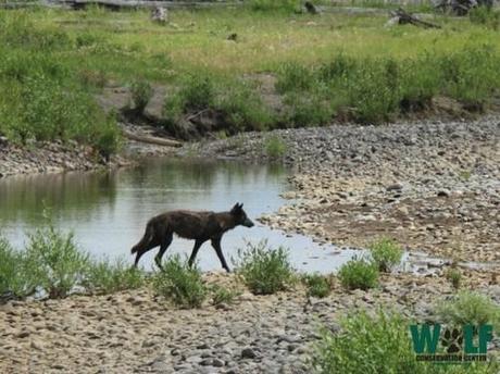 Wolf Conservation Center: Manipulating the Numbers in Montana Wolf Policies