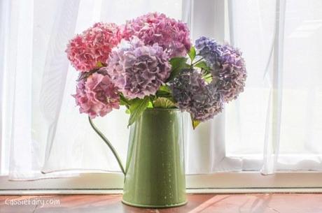 Hydrangea flowers-2