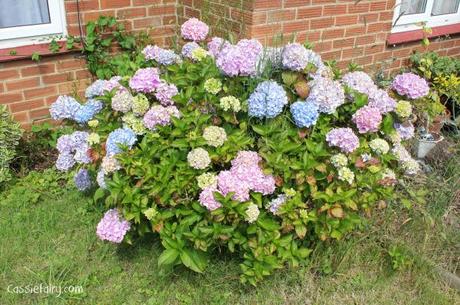 Hydrangea plant