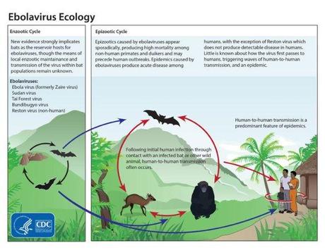 Ebola Ecology (CDC)
