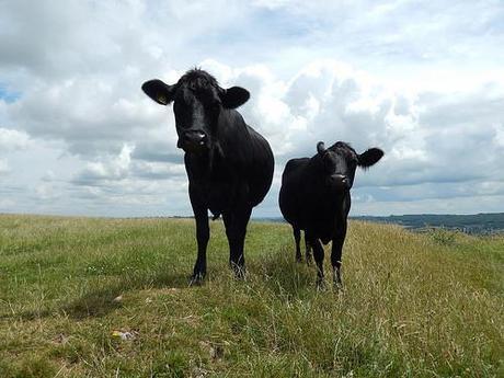 Solsbury Hill Survivors