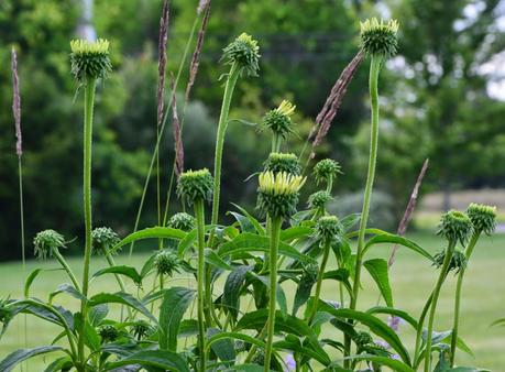 A garden update