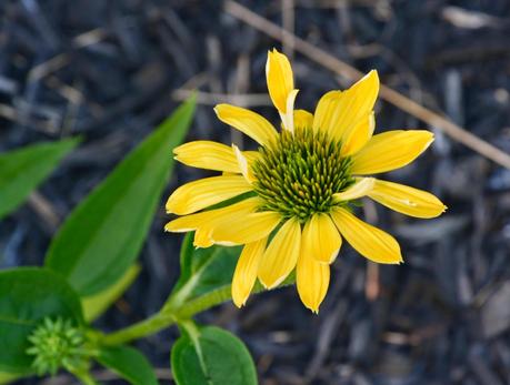 A garden update