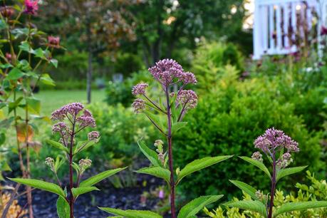 A garden update