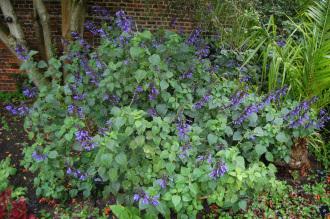 Salvia guaranitica 'Black and Blue' (07/06/2014, Kew Gardens, London)