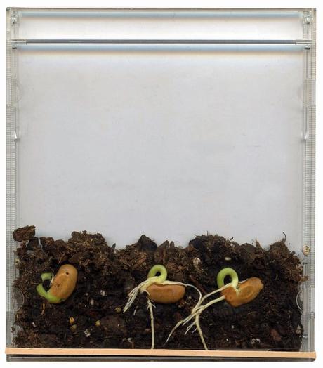 Seeds in a CD Case