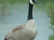 Please Sign Petition Stop Wildlife “Services” From Killing Canada Geese Exposing Game