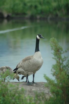 Please Sign Petition to Stop Wildlife “Services” From Killing Canada Geese | Exposing the Big Game