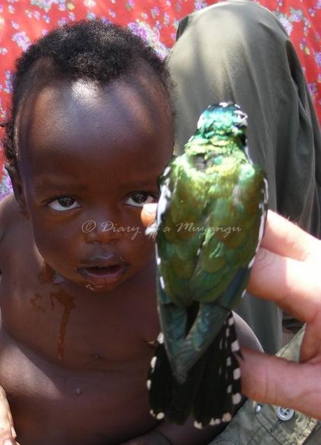 Child, Klaas' Cuckoo, Kibale Forest, Uganda birds, Birdwatching Uganda