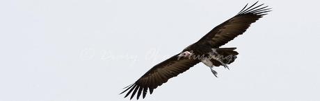 Hooded Vulture, Kampala. Achilles Byaruhanga, NatureUganda. Birdwatching Uganda