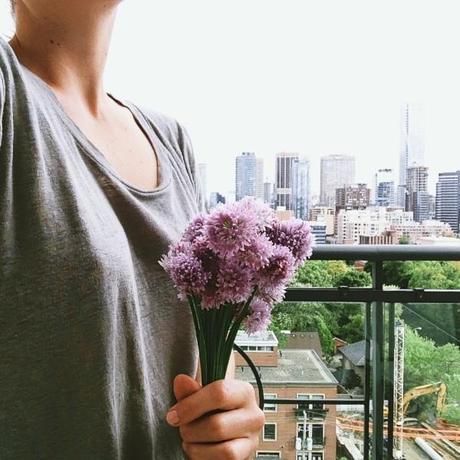 chive_blossoms_FeedMeDearly