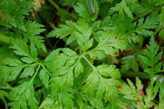 Geranium palmatum Leaf (0706/2014, Kew Gardens, London)