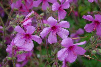 Geranium palmatum Flower (0706/2014, Kew Gardens, London)