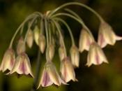 Garlic Chives Star Persia Alliums