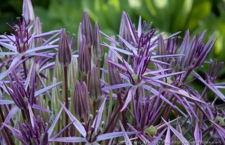 star persia garlic alliums chives two paperblog hankins patty