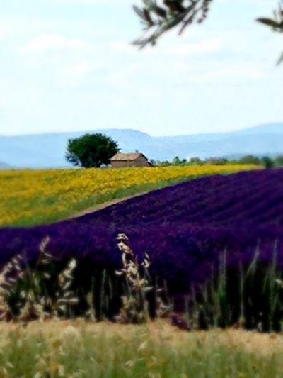 Provence France lavender 