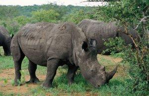 rhinos-eating-grass