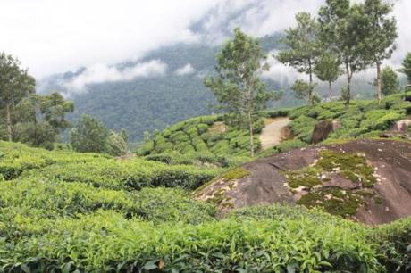 Taken July 6, 2014 near Munnar.