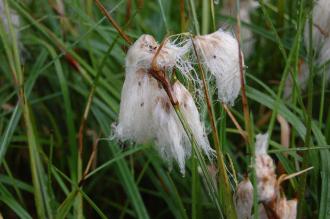 Eriophorum latifolium Flower (07/06/2014, Kew Gardens, London)