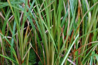 Eriophorum latifolium Leaf (07/06/2014, Kew Gardens, London)