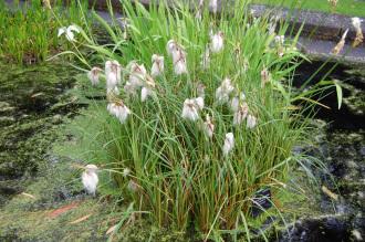 Eriophorum latifolium (07/06/2014, Kew Gardens, London)