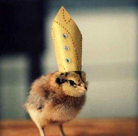 Top 10 Baby Chicks in Hats