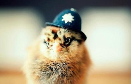 Top 10 Baby Chicks in Hats