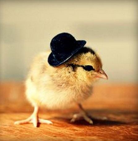 Top 10 Baby Chicks in Hats