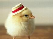 Baby Chicks Hats