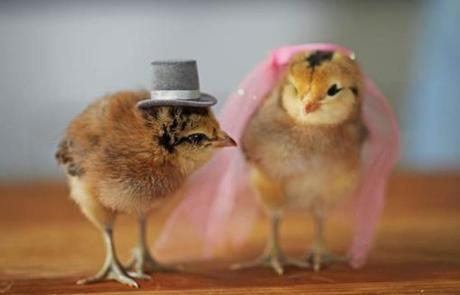 Top 10 Baby Chicks in Hats