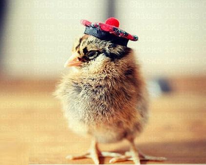 Baby Chick In A Scottish Tam O Shanter Hat