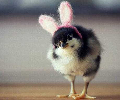 Baby Chick Wearing Bunny Rabbit Ears