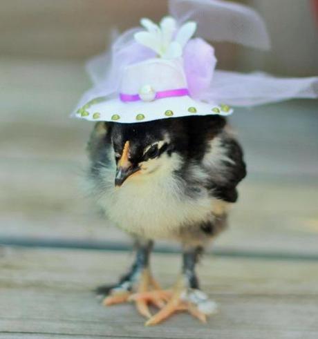 Top 10 Baby Chicks in Hats