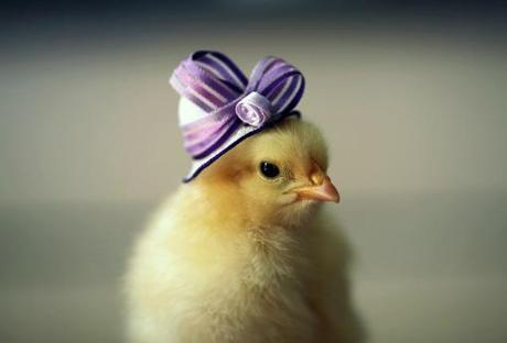 baby chickens in hats